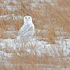 January - Snowy Owl