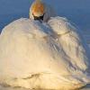 February - Trumpeter Swan