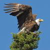 November - Bald Eagle