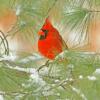 December - Northern Cardinal