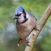 March - Blue Jay