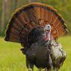 April - Eastern Wild Turkey