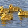 June - Canada Goose Goslings