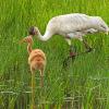 July - Whooping Crane and Colt