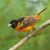 September - Baltimore Oriole