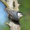 October - White-breasted Nuthatch