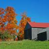 Barn and Maples