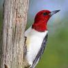 Red-headed Woodpecker