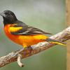 Baltimore Oriole