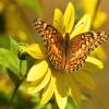 Variegated Frittalary