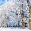 Hoar Frost - New Ulm, MN