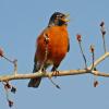Robin