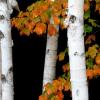 Maples and Birch - Michigan UP