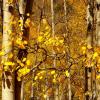 Golden Aspens - West Elk Mountains, CO