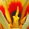 Tulip