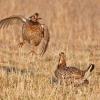 Prairie Chickens Fighting