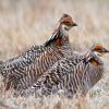 Prairie Chickens