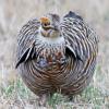Greater Prairie Chicken
