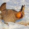 Prairie Chicken in the Snow