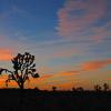 Sunrise at Joshua Tree