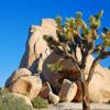 Joshua Tree and Rocks