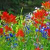 Lupines and Paintbrush