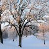 Hoar Frost Sunrise - New Ulm, MN