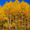 Aspens