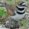 Killdeer and Eggs