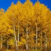 Aspens - Grand Tetons