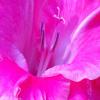 Gladiolis