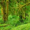 Quinault Rain Forest