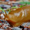 Banana Slug