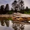 Logs in Kalaloch River