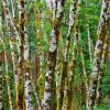 Birches at Queets Valley