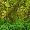 Quinault Rain Forest