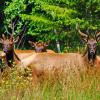 Roosevelt Elk Herd