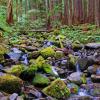 Sol Duc Valley