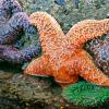 Tide Pool on Beach 4