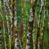 Birches in Queets Valley