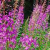 Fireweed Patch