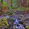 Stream in Sol Duc Valley