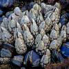 Gooseneck Barnacles