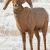 January - Bighorn Sheep