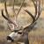 November - Mule Deer