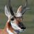 December - Pronghorn Antelope