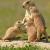 May - Black-tailed Prairie Dog