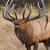 September - Rocky Mountain Elk