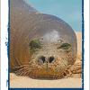 Front Cover - Endangered Monk Seal