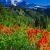 June
Mount Rainier - Washington
